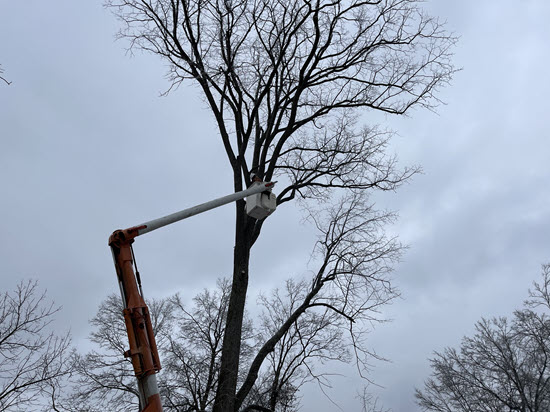 Bucket truck elevated working in large tree