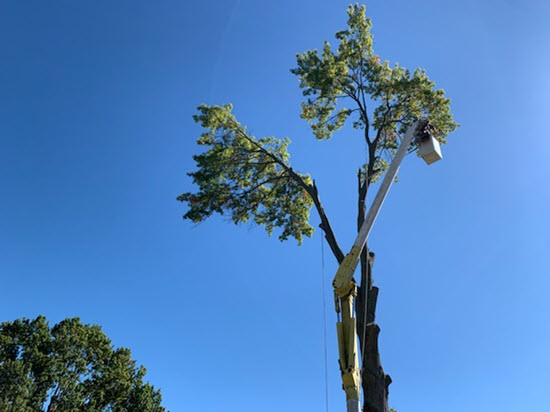 Bucket truck at the top of a tree during service