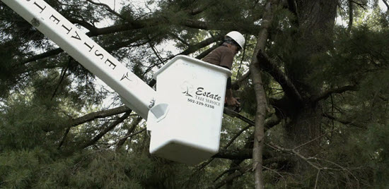 Estate Tree Service branded bucket truck