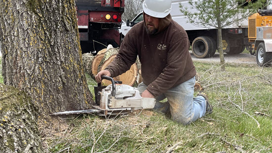 Close-up of stump cutting at ground level