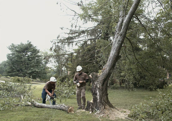 Tree cutting in progress