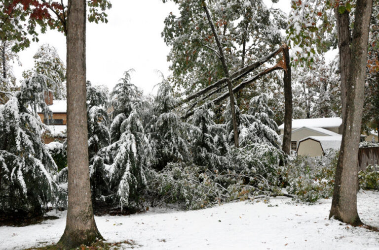 Tree broken by snow and ice storm