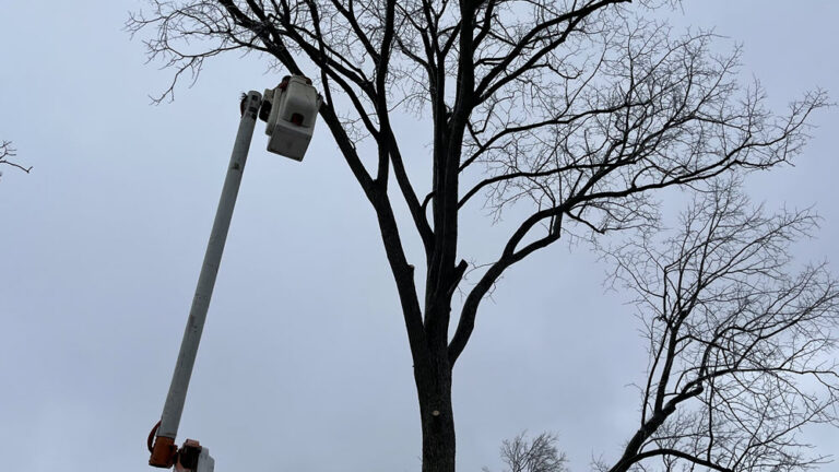 Estate Tree Service job site documentation