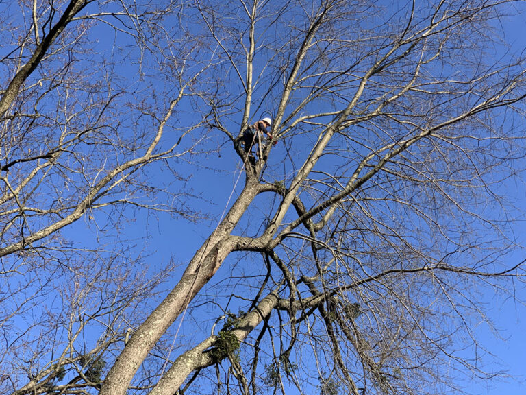 Estate Tree Service job site documentation