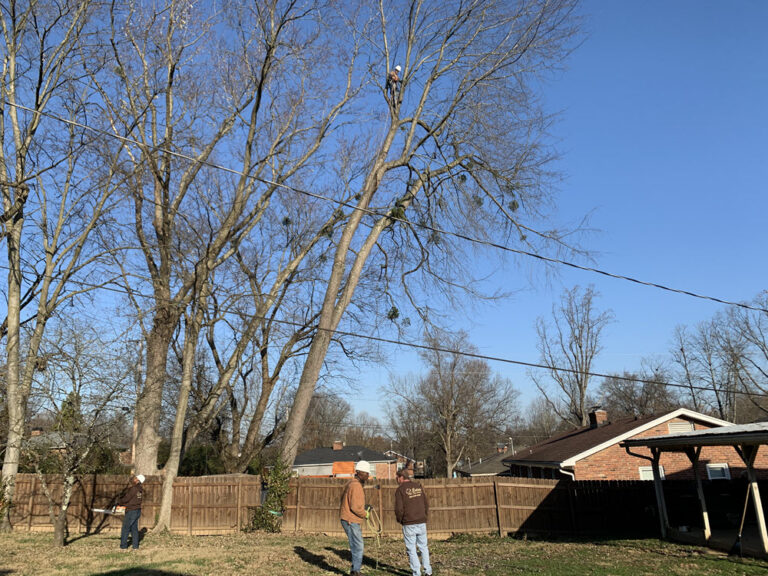 Estate Tree Service job site documentation