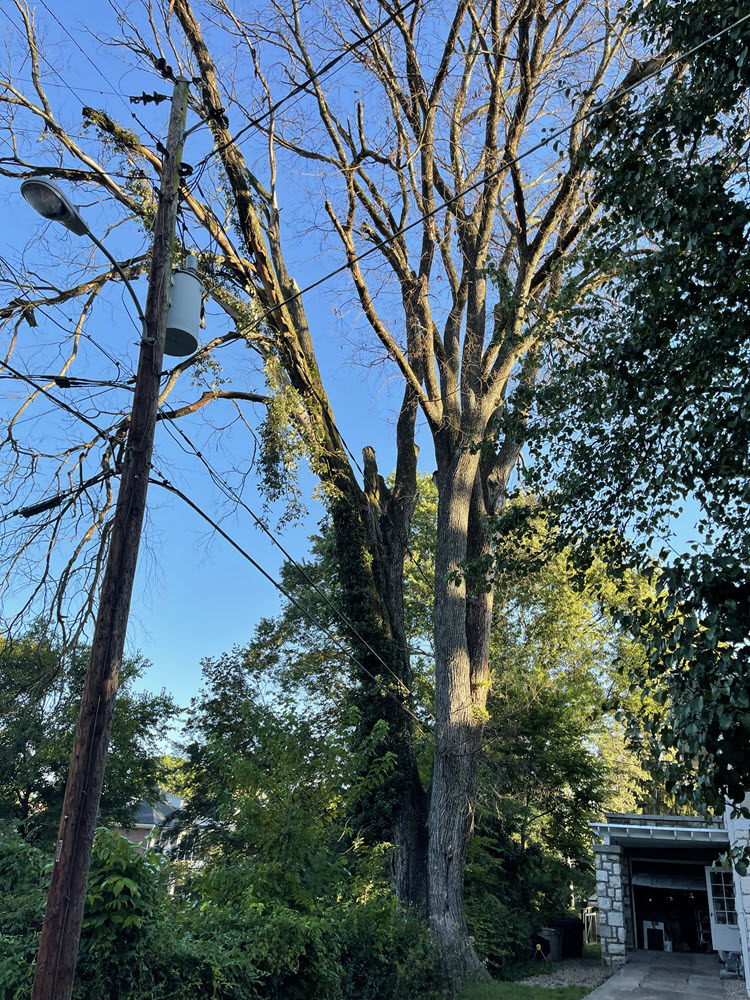 Estate Tree Service job site documentation