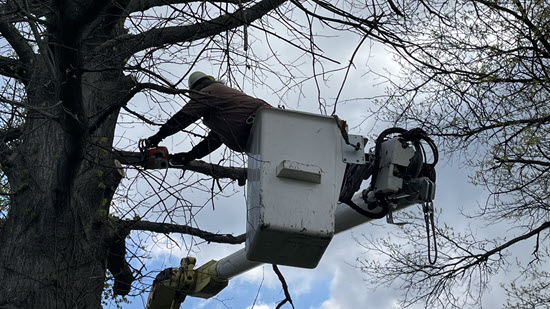 Tree service worker leaning out of bucket to trim branches
