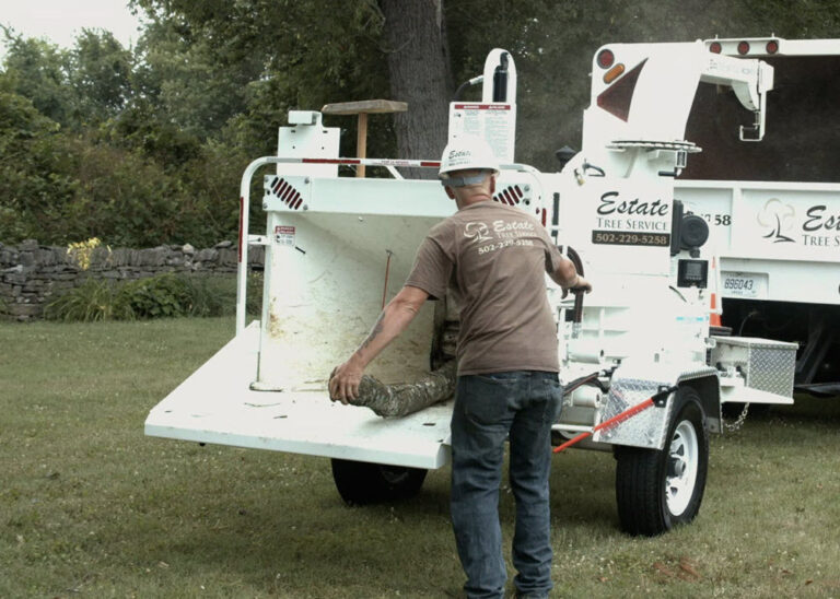 Before and after tree service comparison