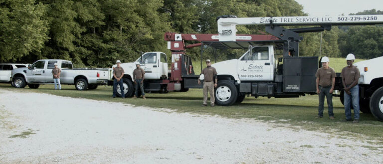 Before and after tree service comparison
