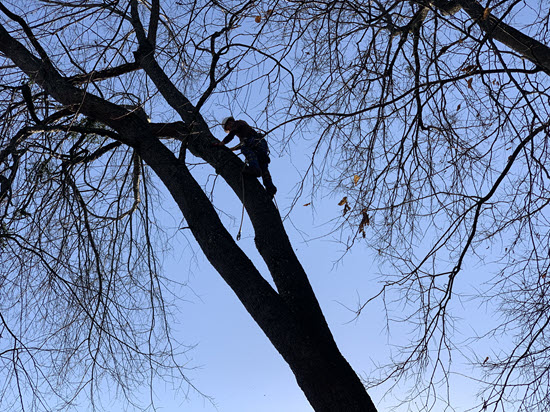 Silhouette of tree climber against sky