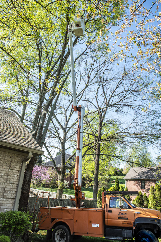 Tree removal operation using bucket truck