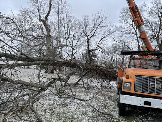 Tree damage from winter storm