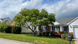 Annual tree maintenance and care plans