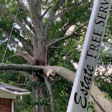 Crane removing tree near a house