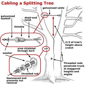 Diagram showing tree cabling support system