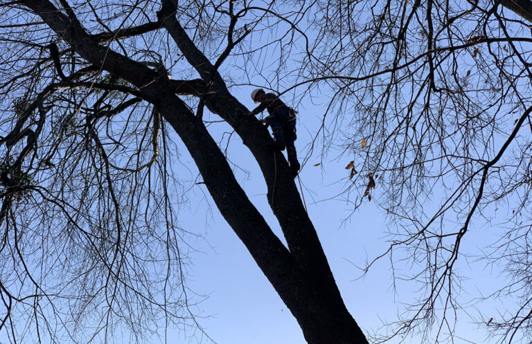 Arborist climbing a tree for service