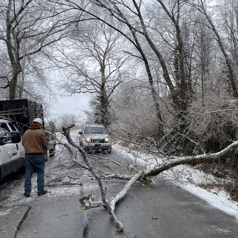 Tree fallen across road after storm